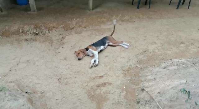 Alias Otoniel contaba con la compañía de tres perros “chapolo” o sabueso con los cuales, según la Policía Nacional, detectaba los acercamientos de la Fuerza Pública. La vivienda queda en Turbo, lugar de nacimiento del líder del clan. Tiene seis condenas en firme en Colombia.