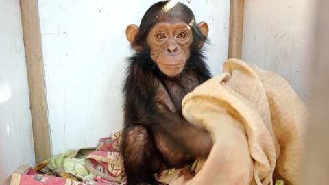 Tres chimpancés ‘bebés’ fueron secuestrados de un santuario en África
