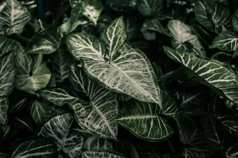 Singonio (Syngonium): Es una planta muy adaptable que se ajusta fácilmente a diferentes condiciones de luz y espacio, lo que la convierte en una excelente opción para principiantes. Crece muy bien en interiores, aporta frescura a los ambientes y puede utilizarse tanto en macetas como en jardines verticales gracias a su versatilidad y rápido desarrollo.