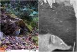 En video: el tigre gallinero, la zarigüeya andina y el zorro habitan los cerros orientales de Chía