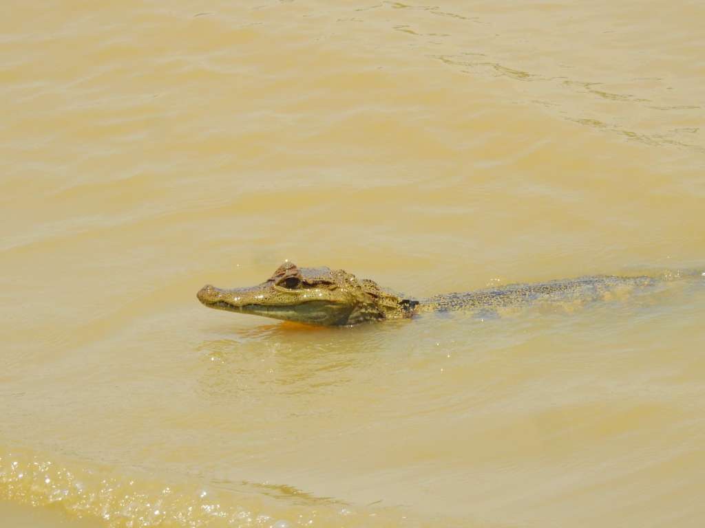Desde la reserva recomiendan visitar el territorio con tiempo suficiente para disfrutar la experiencia completa y prepararse para un entorno de naturaleza profunda, donde el clima, las lluvias y las dinámicas del ecosistema hacen parte del viaje.