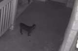Cámara de seguridad sorprende a gata teniendo la mejor noche de su vida (video)