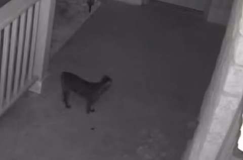 Cámara de seguridad sorprende a gata teniendo la mejor noche de su vida (video)