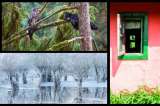 Estas son las imágenes finalistas del Fotógrafo de Vida Silvestre del Año 2021