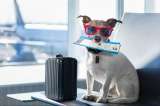 Wingo estrena servicio de transporte internacional de mascotas en cabina
