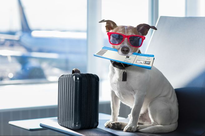 5 recomendaciones para viajar con su mascota