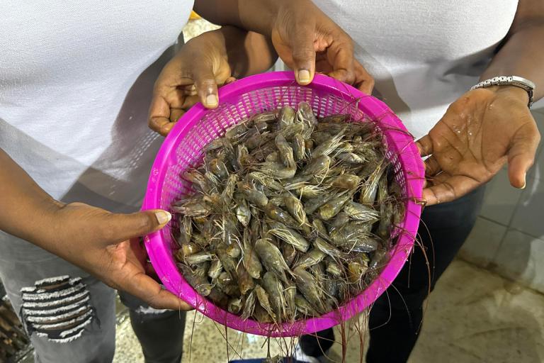 Mujeres del Pacífico colombiano mejoran su vida y el ambiente con una iniciativa pesquera