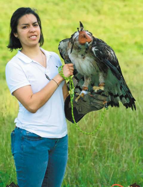 La colombiana que busca proteger al águila real de montaña