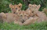 Zoológico sueco sacrifica 9 cachorros de león por falta de espacio