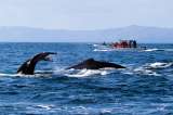 Luego de seis años, se avistó un grupo de ballenas en las costas catalanas