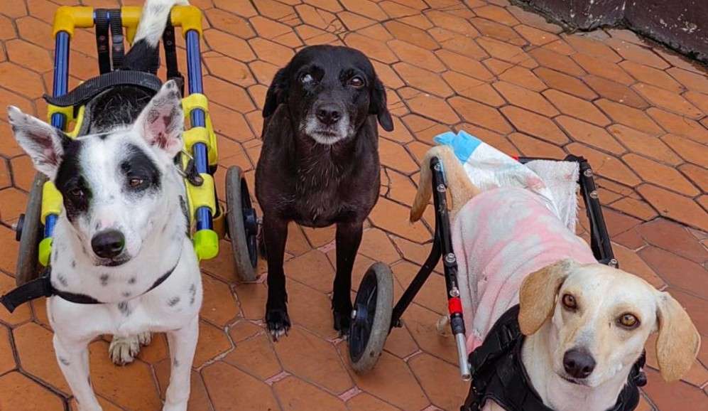Doggy in Home, una fundación en Bogotá que se niega a dejar atrás a los animales con más necesidades, los que casi nadie adopta.