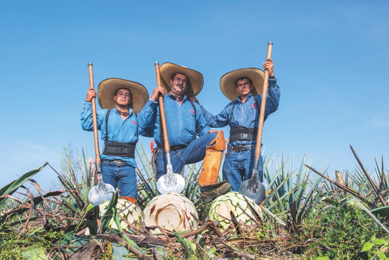 Los jimadores cortan las pencas del agave hasta develar su interior, similar al de una piña. / Cortesía