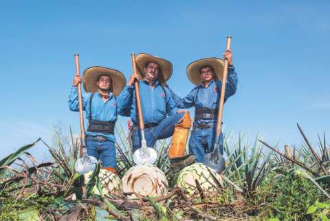 Lo que debe saber sobre el tequila premium de Jalisco