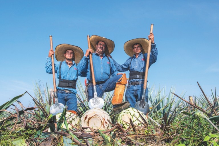 Lo que debe saber sobre el tequila premium de Jalisco