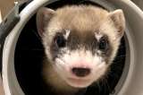 Clonan a hurón de patas negras, una especie en peligro de extinción