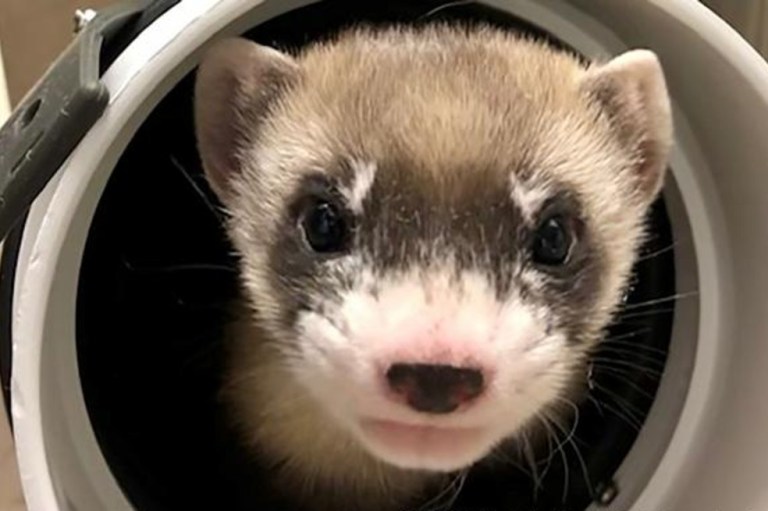 Clonan a hurón de patas negras, una especie en peligro de extinción