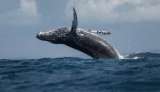 La evolución de la laringe de estas ballenas tiene un obstáculo: el ruido humano