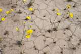 Los termómetros subieron a 54,4°C en el Valle de la Muerte, California