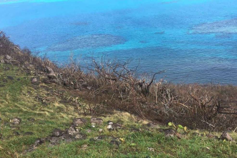 Providencia perdió 90 por ciento de su bosque por cuenta del huracán, el equivalente a 2.000 hectáreas de bosque.