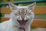¿Qué hacer para que mi gato se entretenga en casa y no se escape?