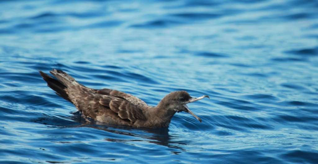 Estas aves se encuentran entre las especies más contaminadas por plástico del mundo.