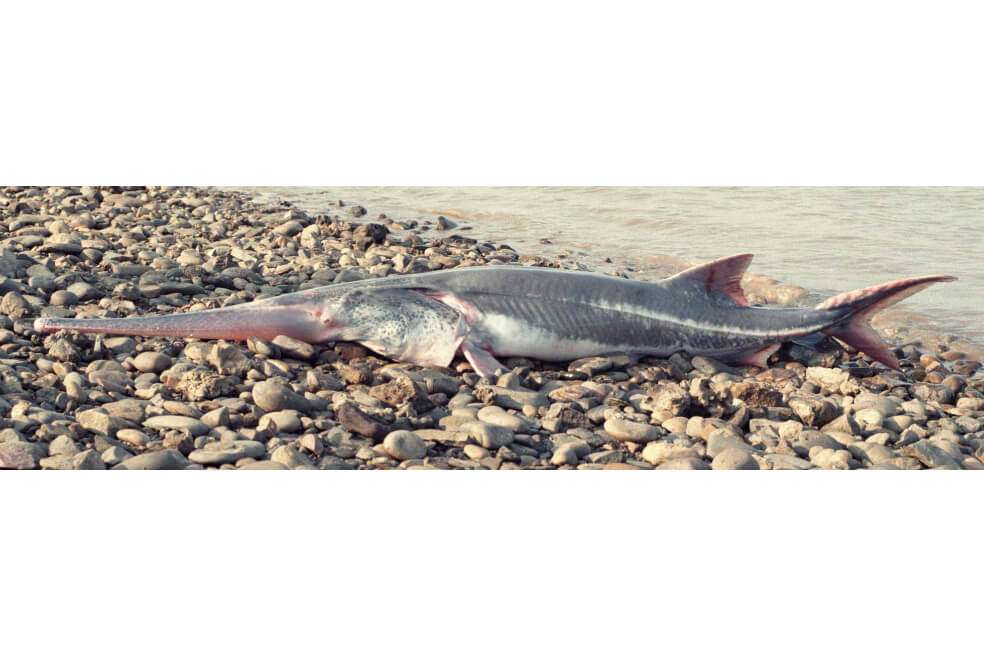 El pez remo gigante chino puede medir hasta siete metros de largo. Esta especie vivía en el río Yangtsé, el tercer más largo del mundo. / Revista Science