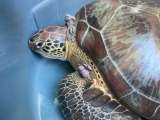 El virus del fibropapiloma que está afectando a algunas tortugas en Colombia