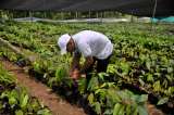 Radican proyecto de ley para mejorar la asistencia técnica en el país
