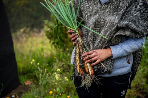 Colombia lanza Política Pública de Culturas Campesinas para fortalecer identidad y paz rural