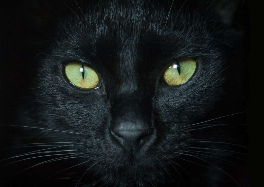 ¿Que tienen de especial los gatos negros?