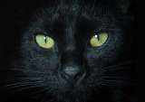¿Los gatos negros son de mala suerte?