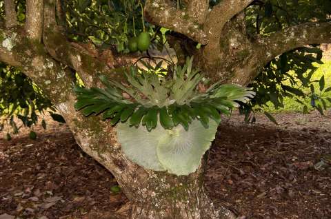 Helecho cuerno de alce: una planta exótica fácil de cuidar
