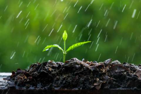 ¿Cómo cuidar sus plantas durante la temporada de lluvias?