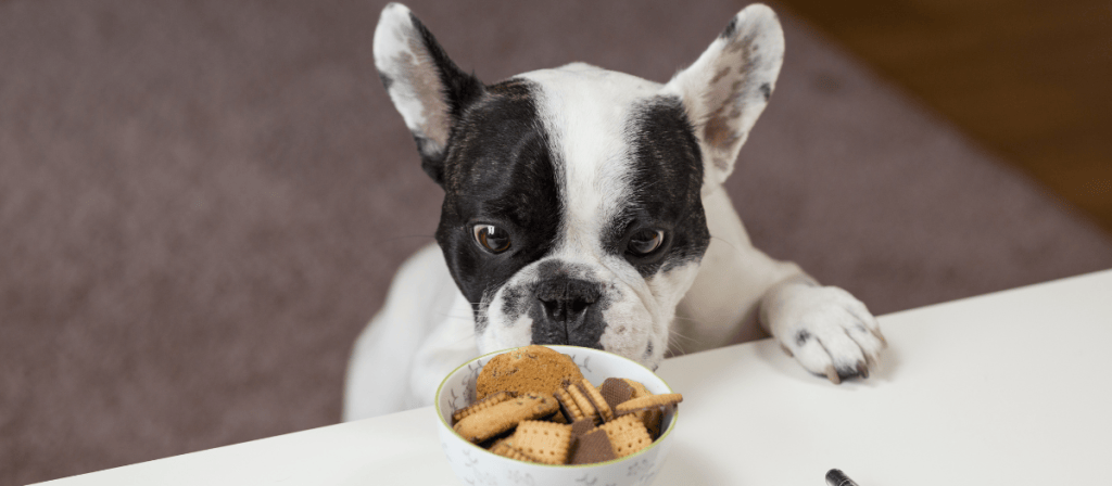 ¿Por qué tu perro no quiere comer? acá te dejamos algunas razones