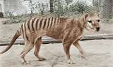 ¿Desextinción? El plan multimillonario para ‘resucitar’ al tigre de Tasmania