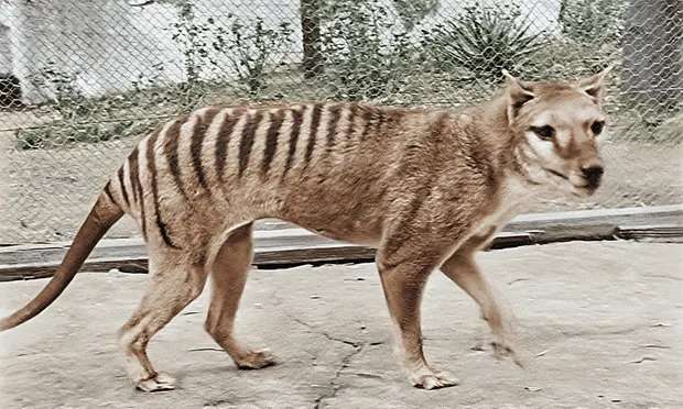 Este es el último individuo del que se conoce, en imágenes digitalizadas por el Archivo Nacional de Cine y Sonido de Australia.