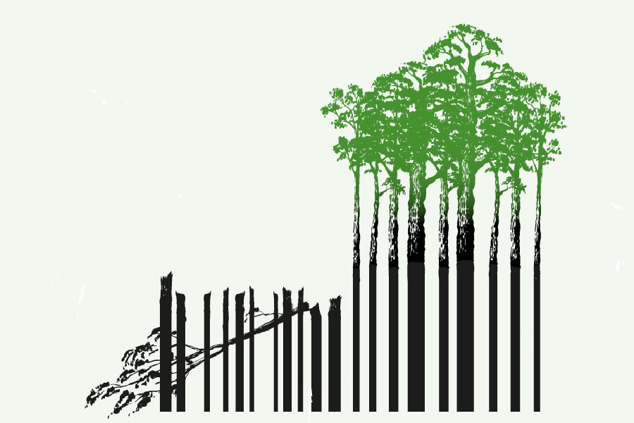 Contener la deforestación será uno de los grandes desafíos que tendrá Colombia en el 2025.