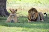 Presunto cazador furtivo murió en reserva de Sudáfrica tras ataque de leones