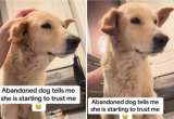 El momento en que una perrita maltratada aprende a confiar en su nueva familia