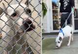 Mamay regresó a su familia luego de dos años gracias a un microchip: esta es la historia