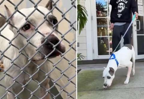 Mamay regresó a su familia luego de dos años gracias a un microchip: esta es la historia