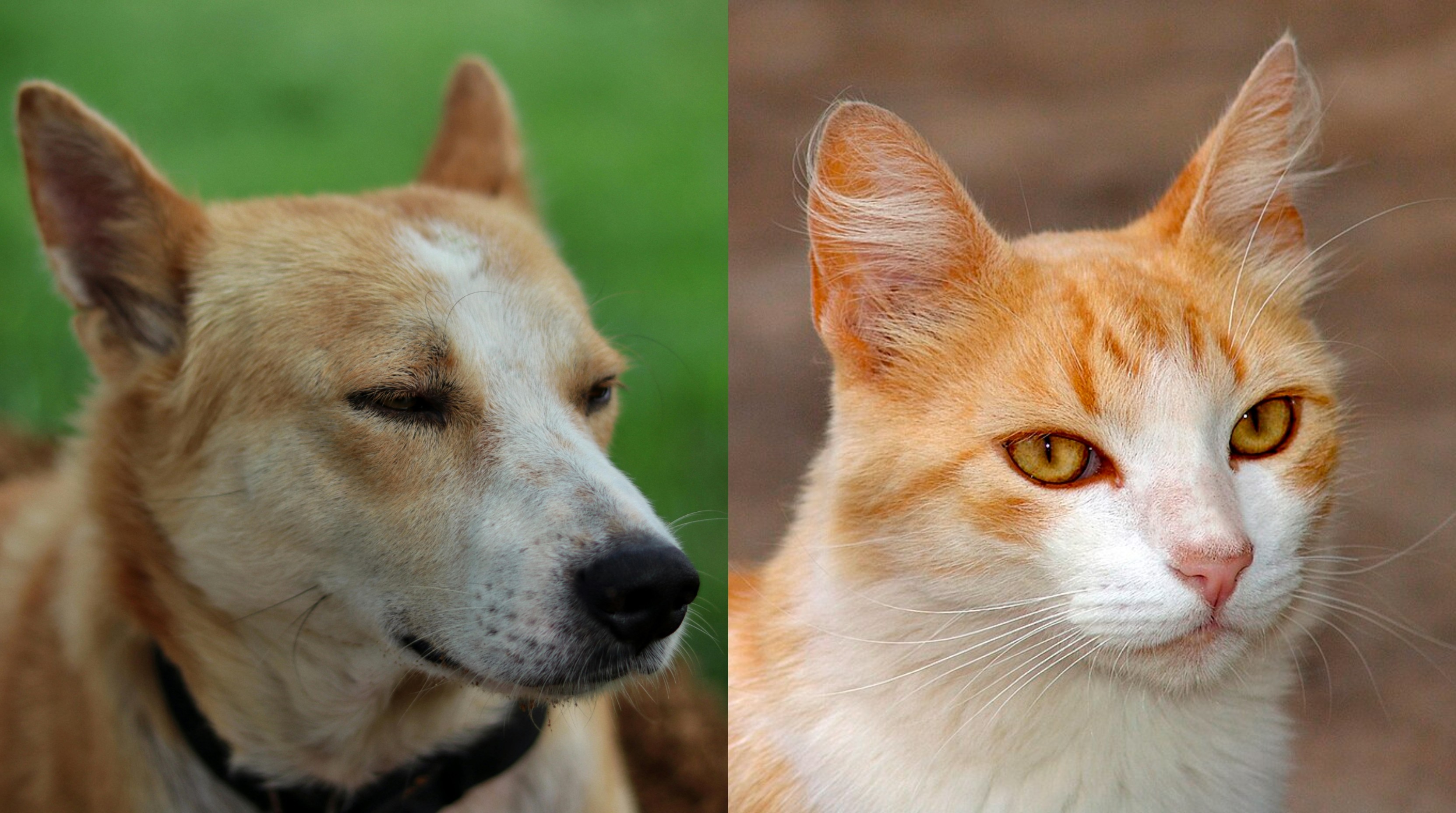 Los perros y los gatos son los animales que más causan este tipo de agresiones.