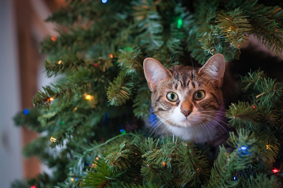Gato árbol de navidad
