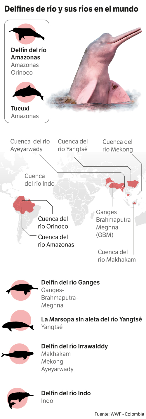 Distribución de los delfines de río en el mundo.