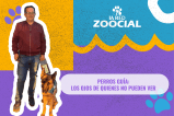 Conozca a Arya, la perrita que le cambió la vida a un hombre ciego