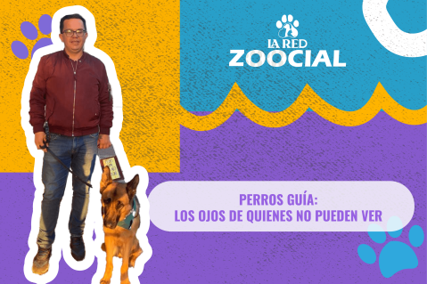 Conozca a Arya, la perrita que le cambió la vida a un hombre ciego