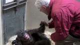 La chimpancé que, antes de morir, sonrió como nunca al ver a un viejo amigo