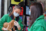 Instituto Distrital de Protección Animal incautó diez animales en establecimientos de comercio