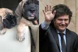 Ley Conan: Argentina propone endurecer penas a quienes maltraten animales