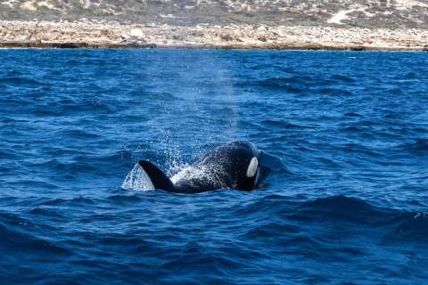 Los humanos quieren nadar con orcas, pero hay investigadores un poco inquietos